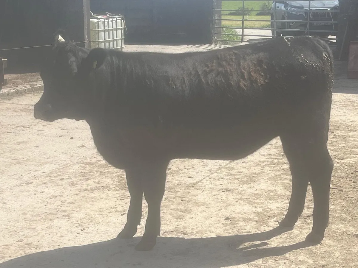 15 Purebred Angus Heifers 4 & 5 Star - Image 4