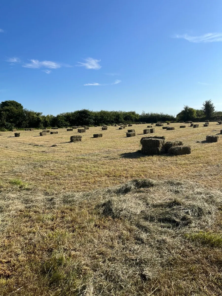 Small square bales of hay - Image 1