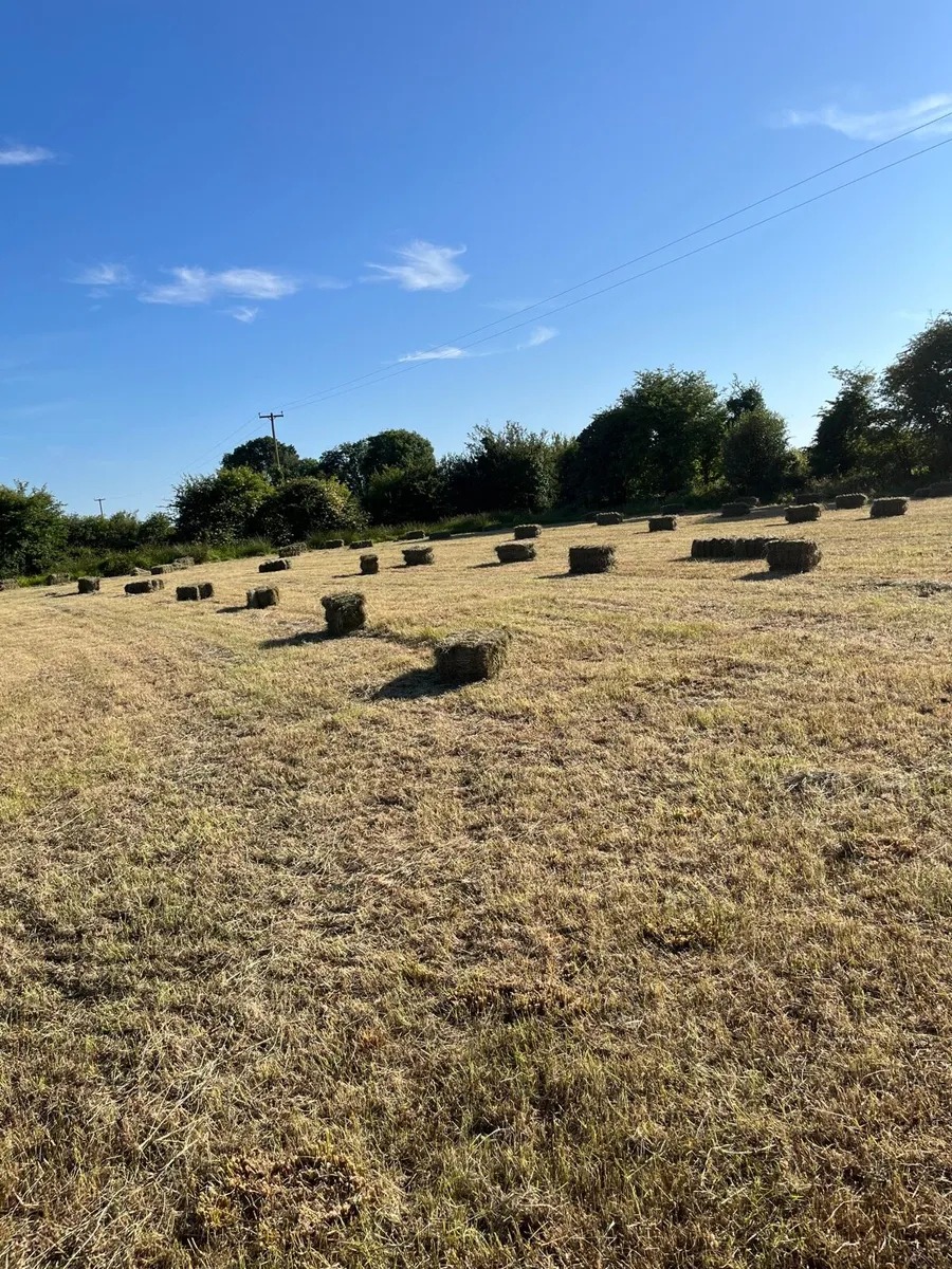Small square bales of hay - Image 2