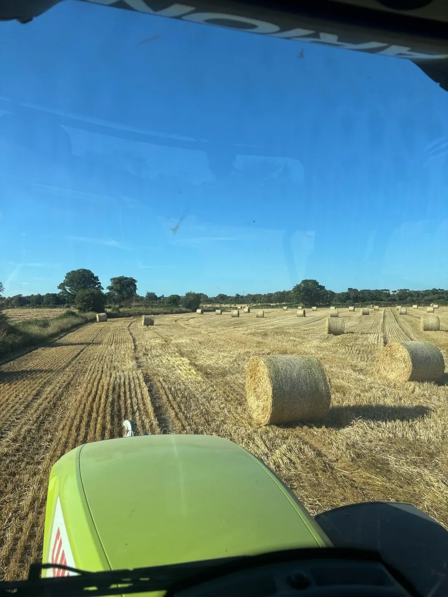 BARLEY STRAW - Image 2