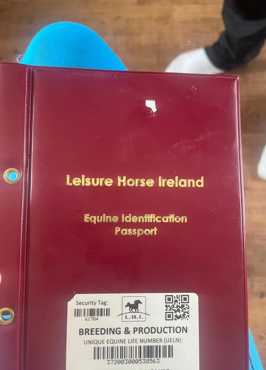 Horse - Image 3