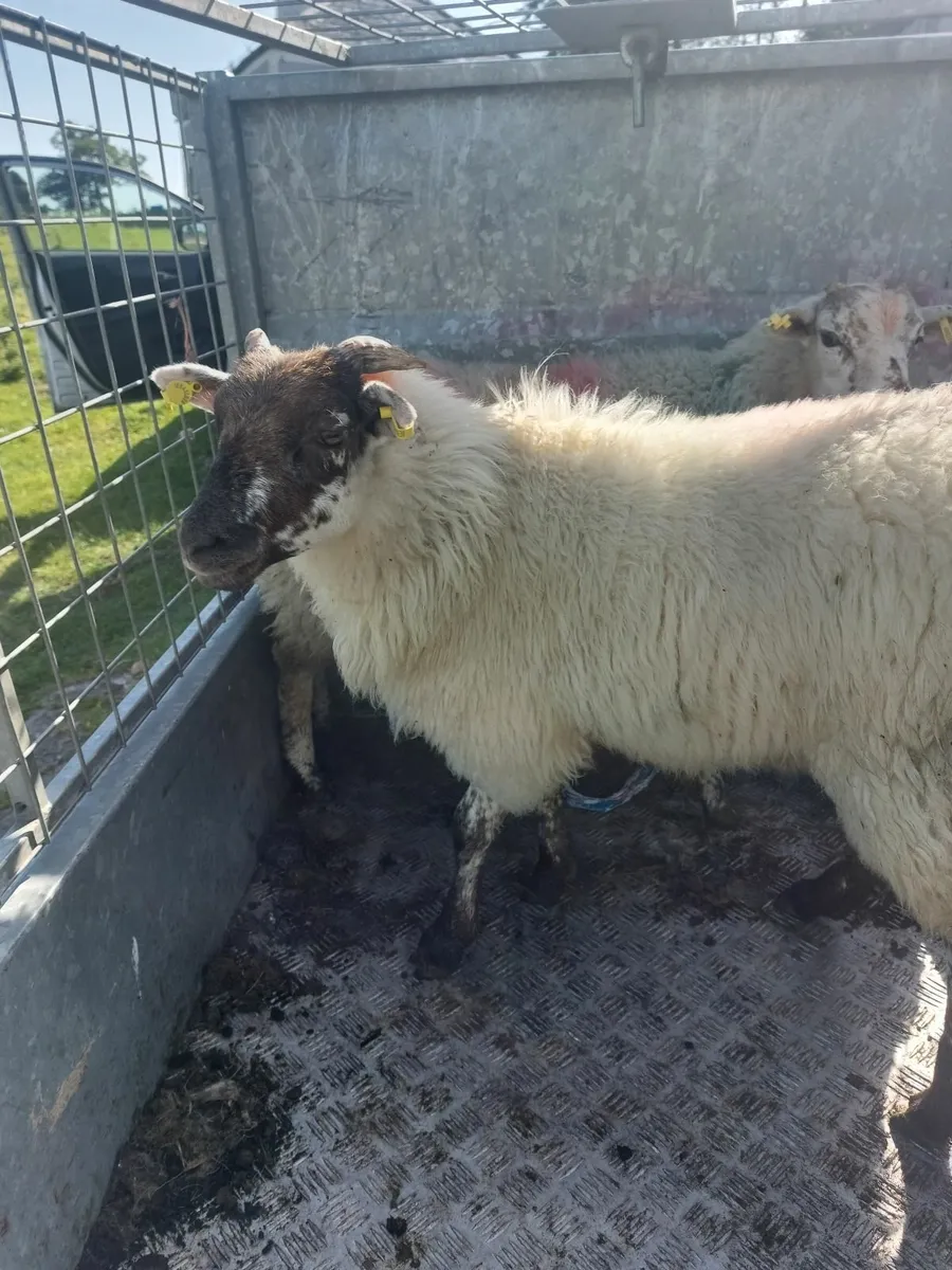 Lamb's for sale - Image 1