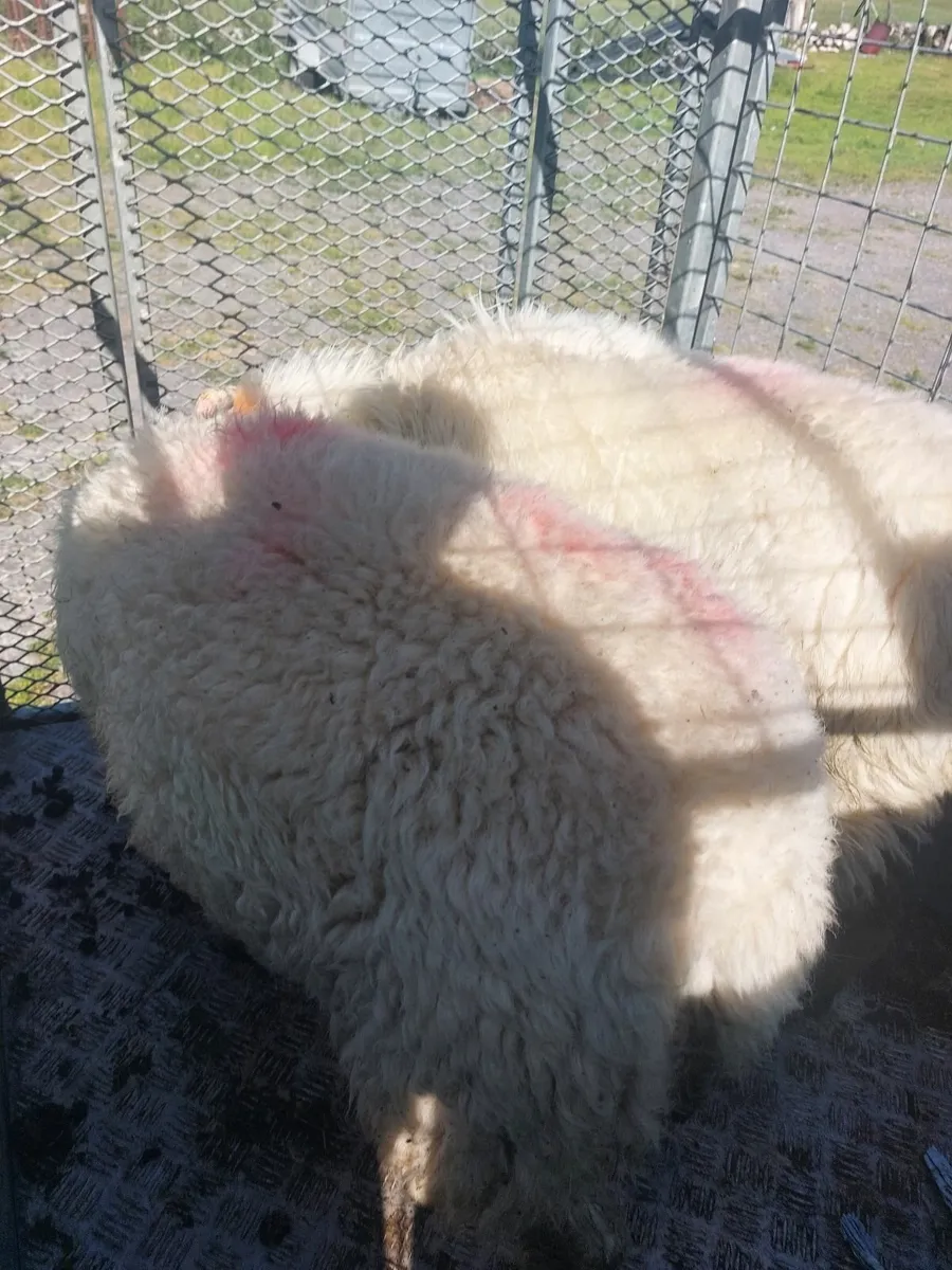 Lamb's for sale - Image 2