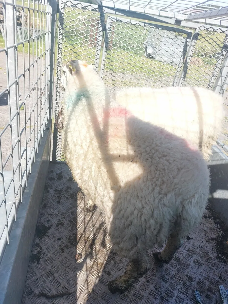 Lamb's for sale - Image 3
