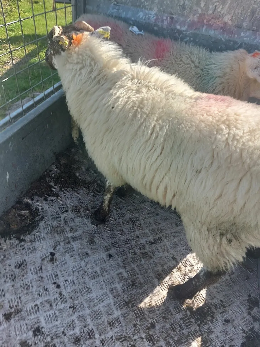 Lamb's for sale - Image 4