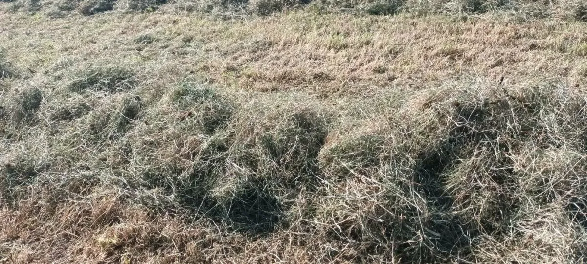 Organic Hay - Image 1