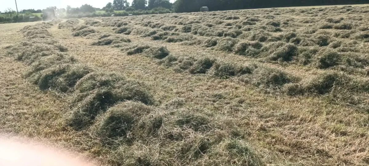 Organic Hay - Image 2