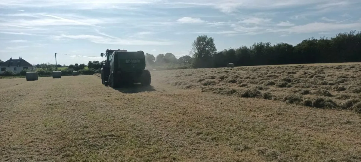 Organic Hay - Image 3