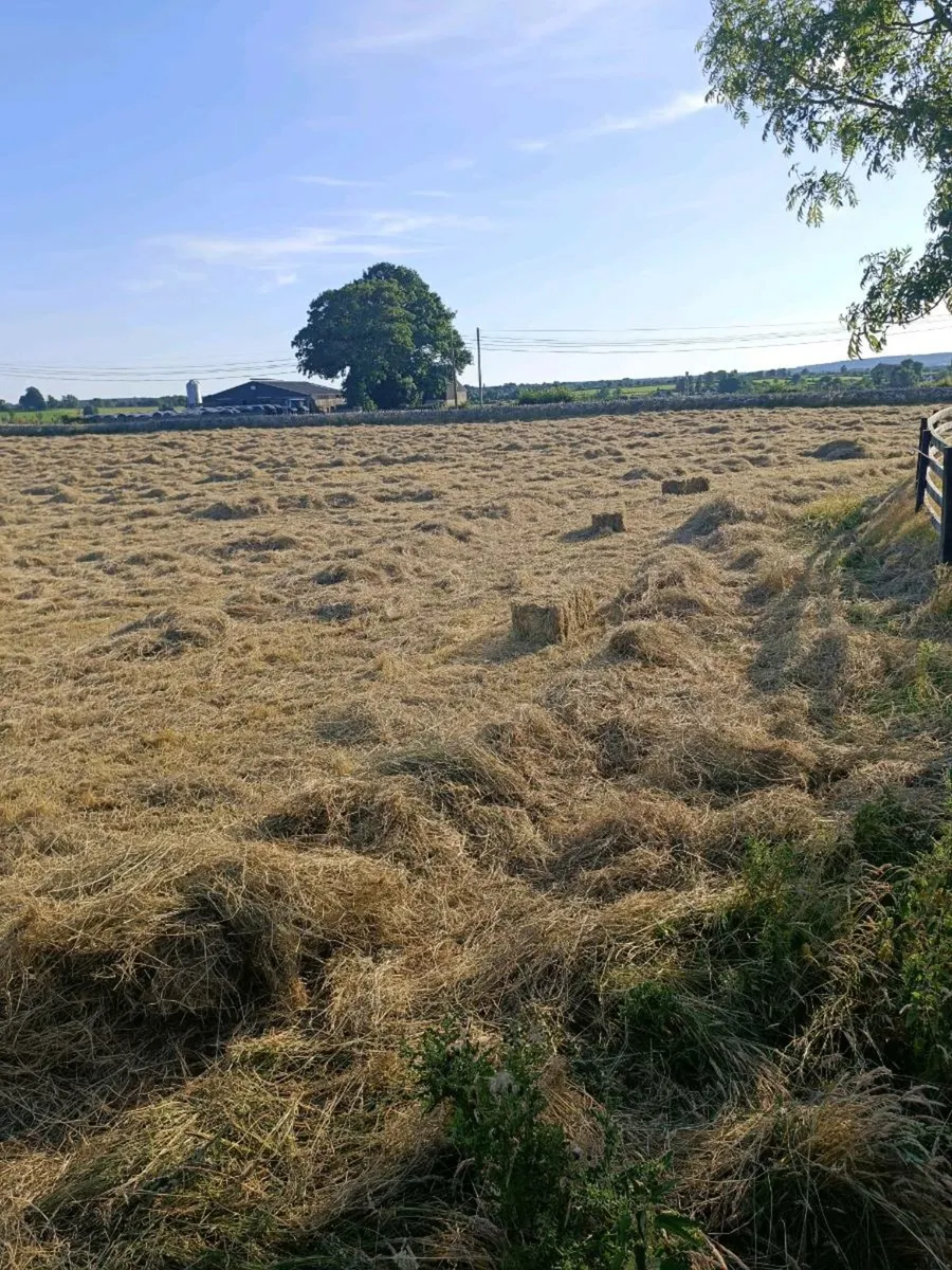 Organic square bales will be baled Friday the 11th - Image 3