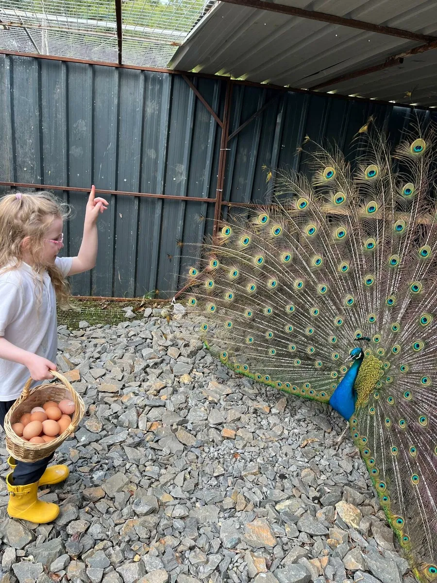 Peacock - Image 1