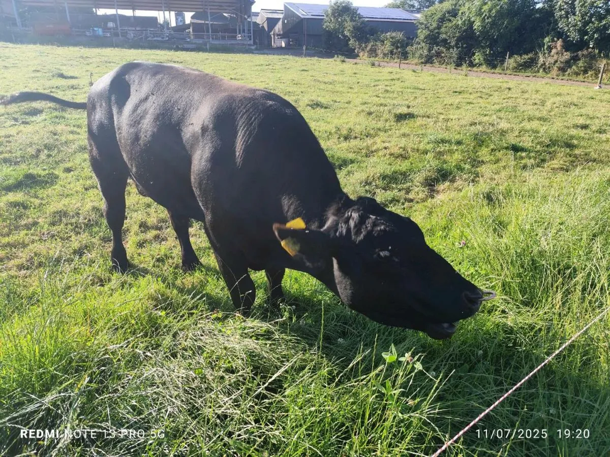 AA bull - Image 1