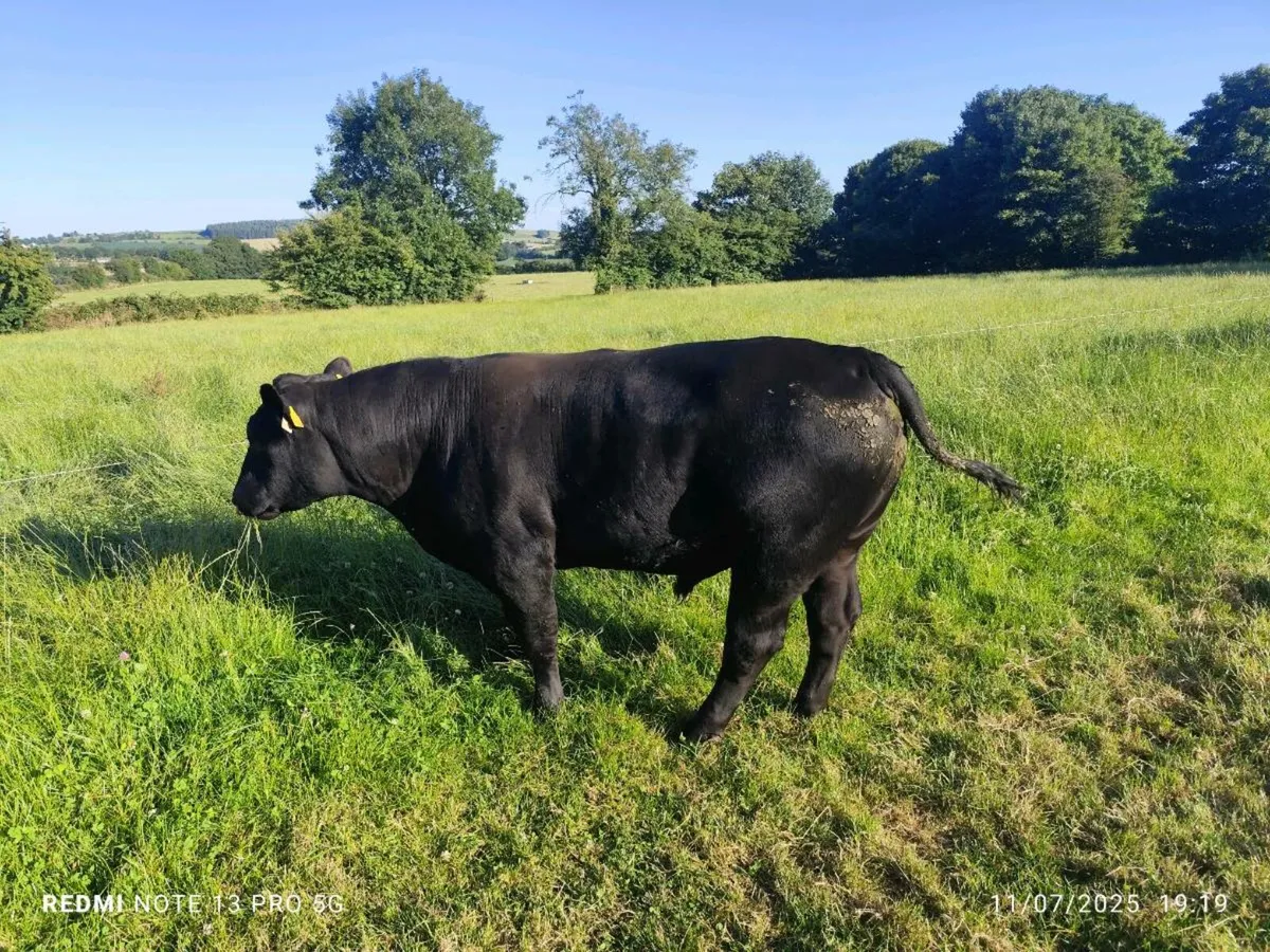 AA bull - Image 2