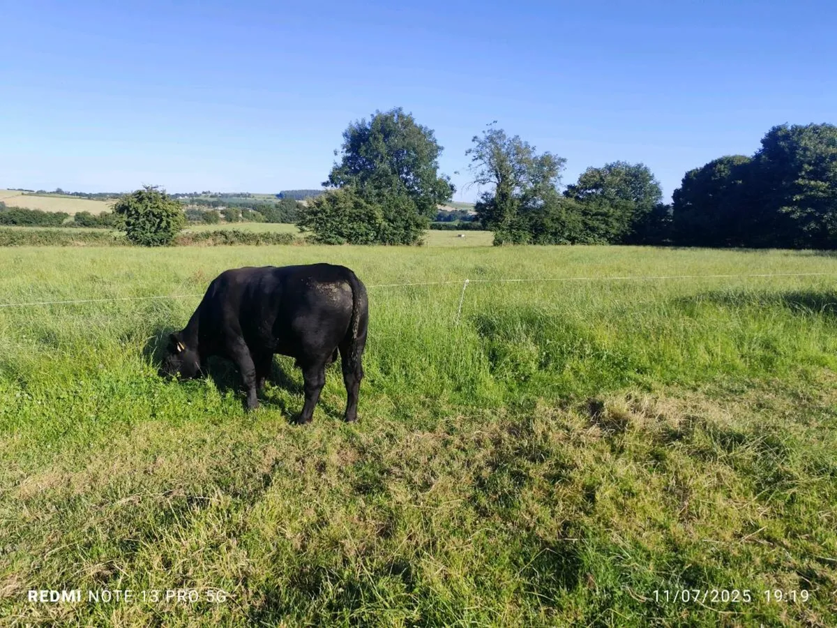 AA bull - Image 3