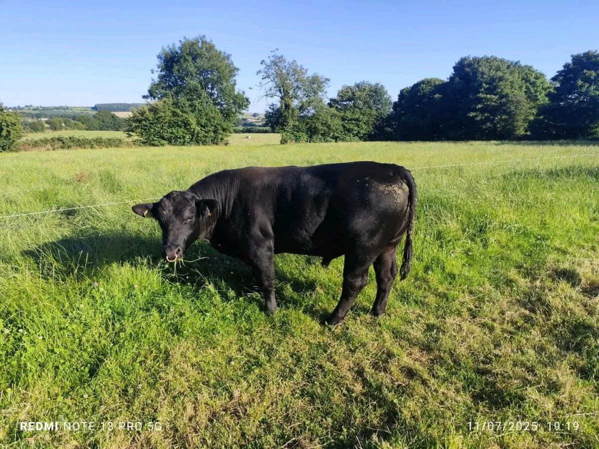 AA bull - Image 4