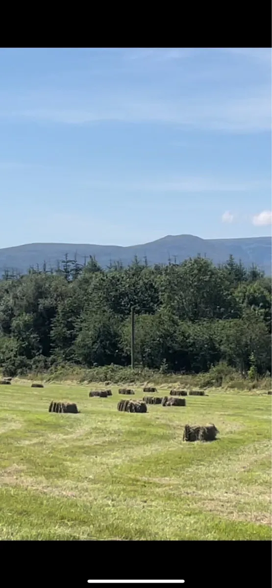 Organic Square Hay bales. - Image 1