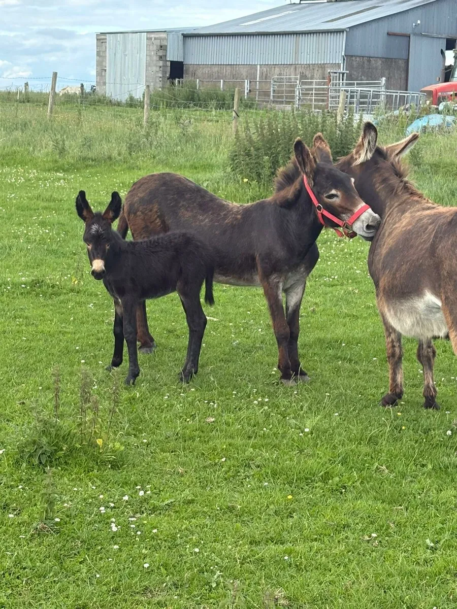 Donkey and Foal - Image 4