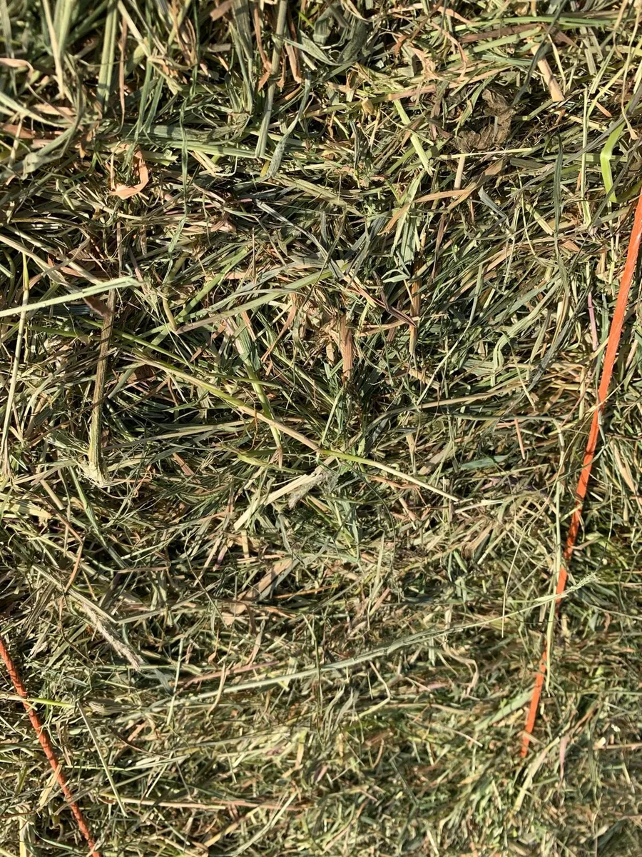 Small square hay bales - Image 1