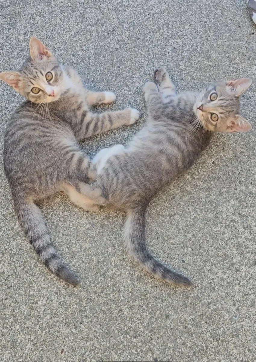 Kittens - Image 1