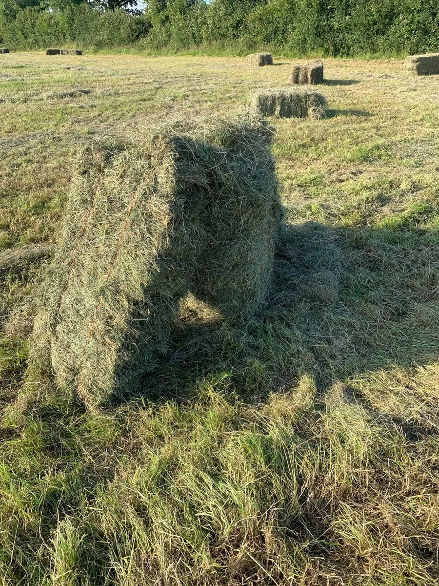 Small square hay bales - Image 3