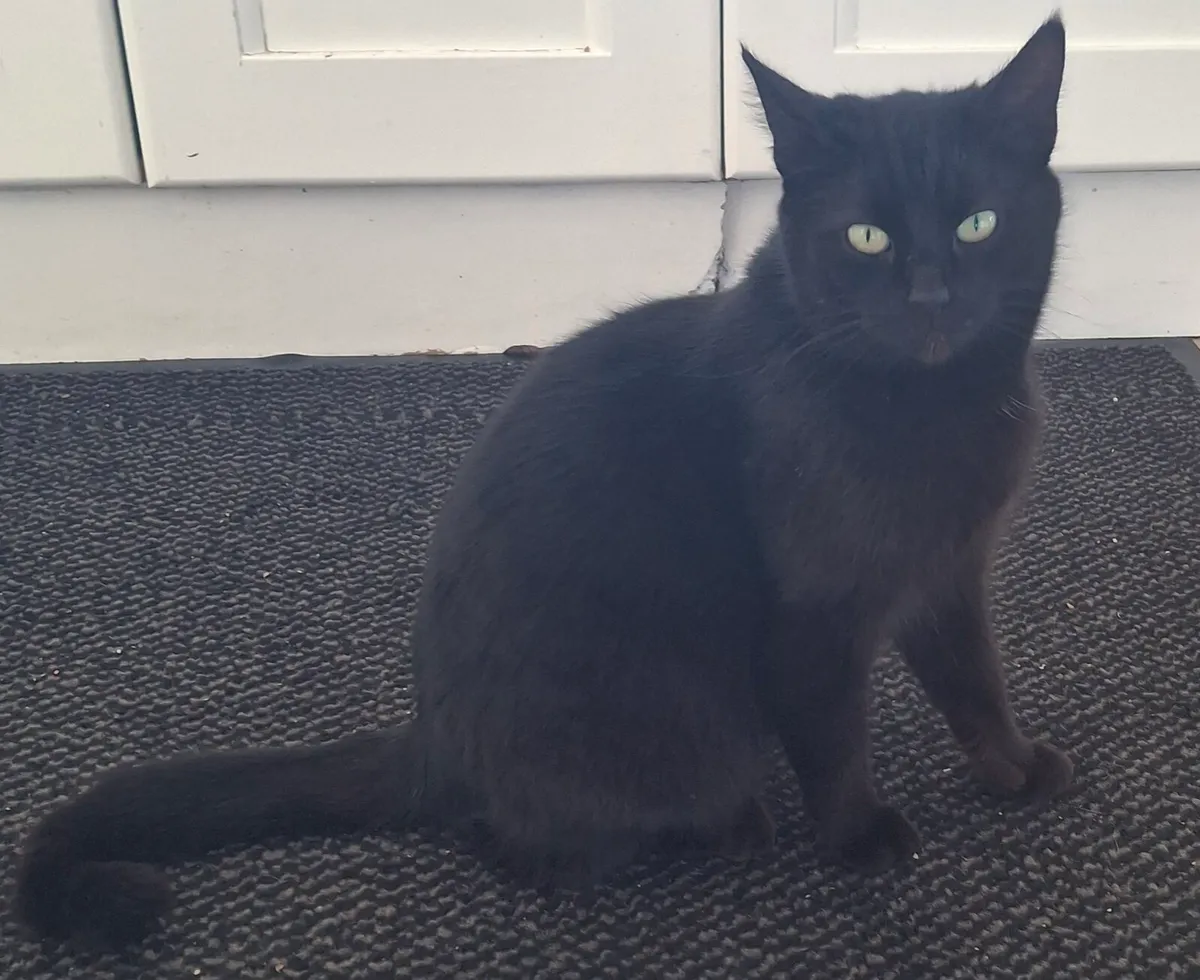 Cat - Image 2