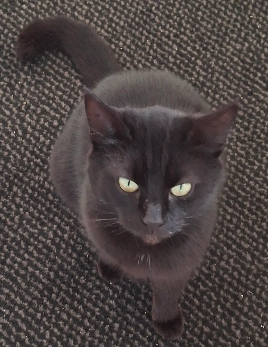 Cat - Image 3