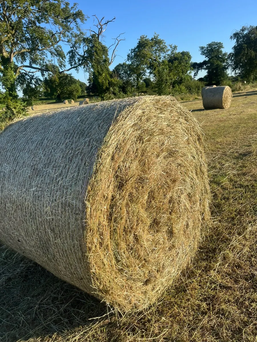 Hay - Image 3