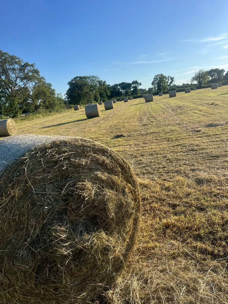 Hay - Image 1