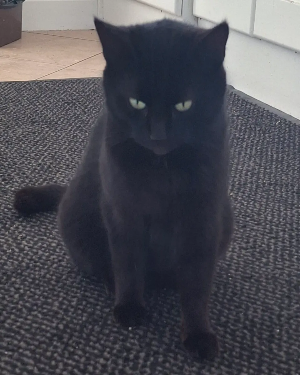 Cat - Image 1