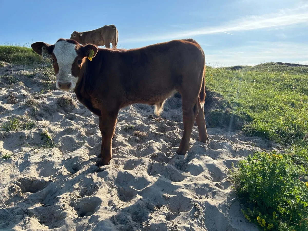 Organic bull weanling - Image 3