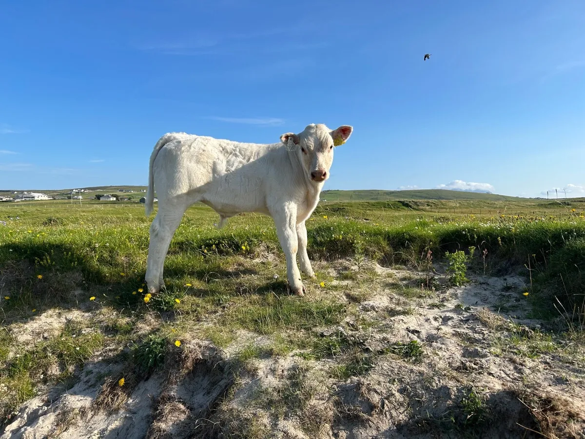 Organic bull weanling - Image 4