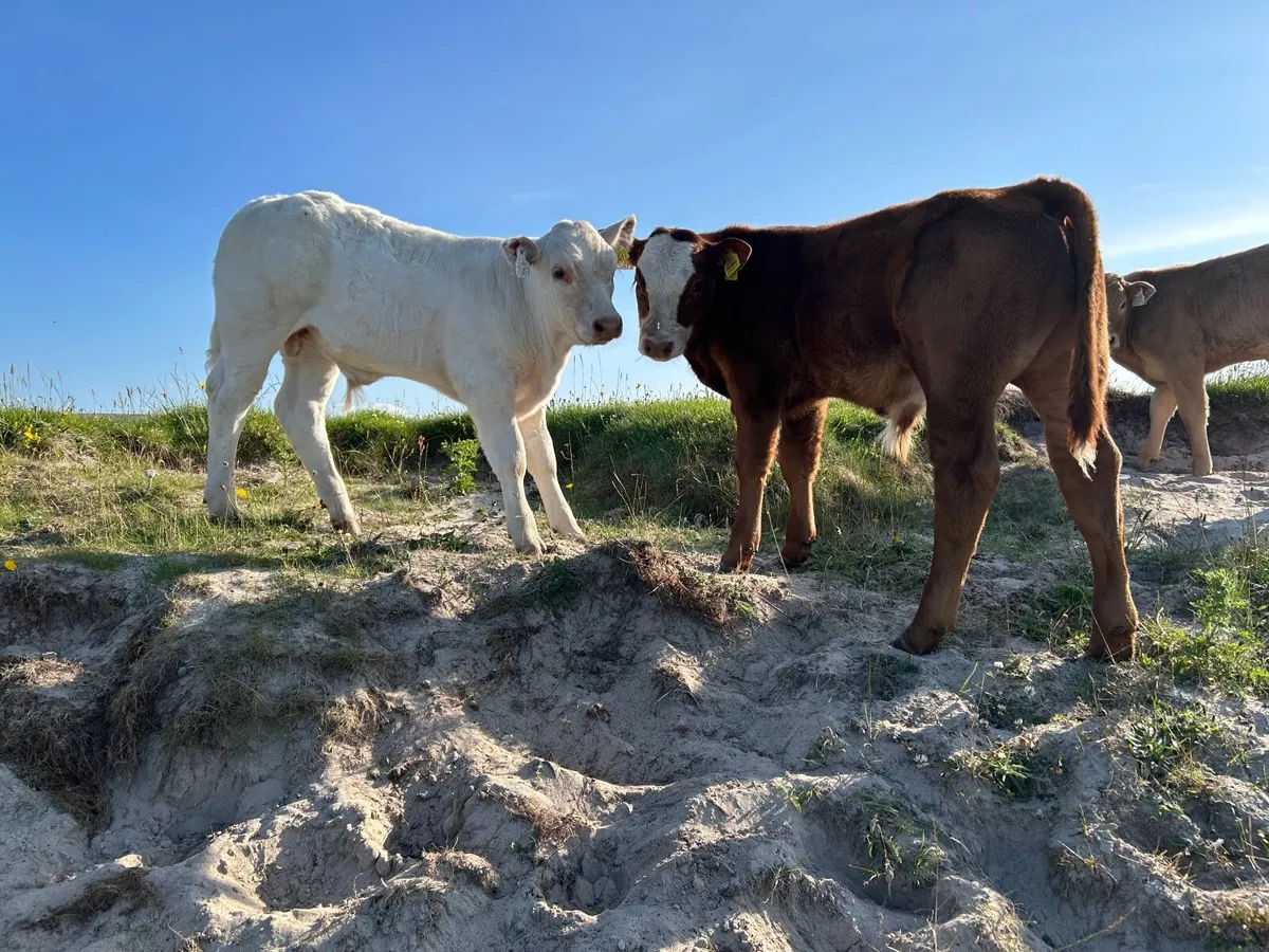 Organic bull weanling - Image 1