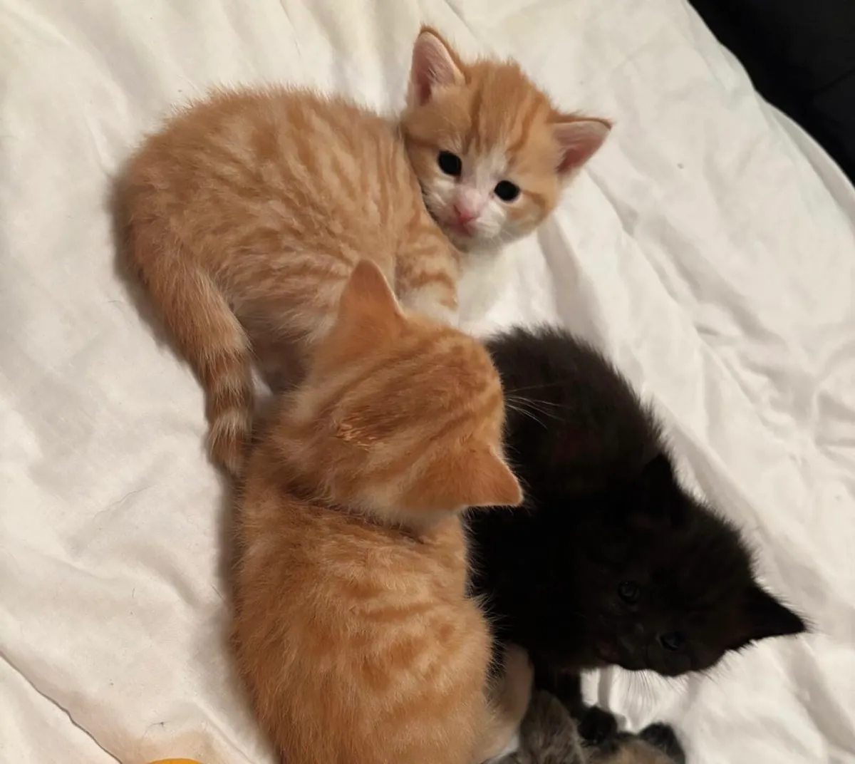 Kittens - Image 1
