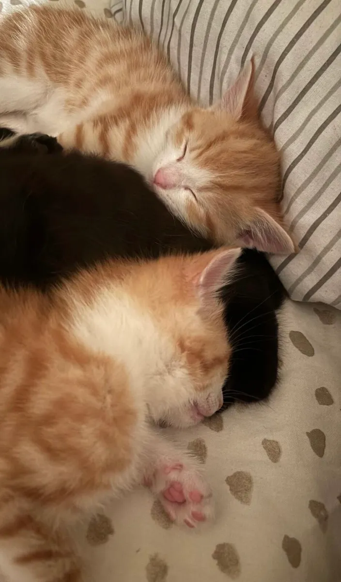 Kittens - Image 2