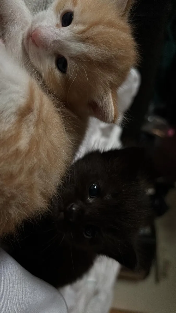 Kittens - Image 3