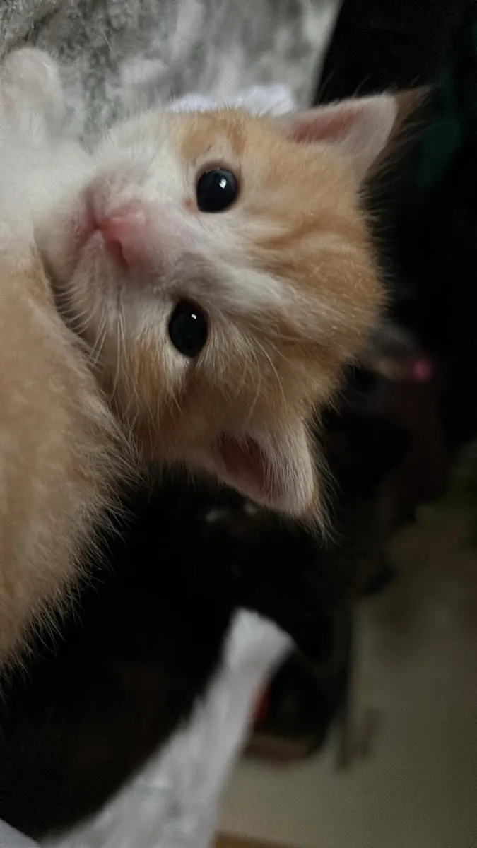 Kittens - Image 4