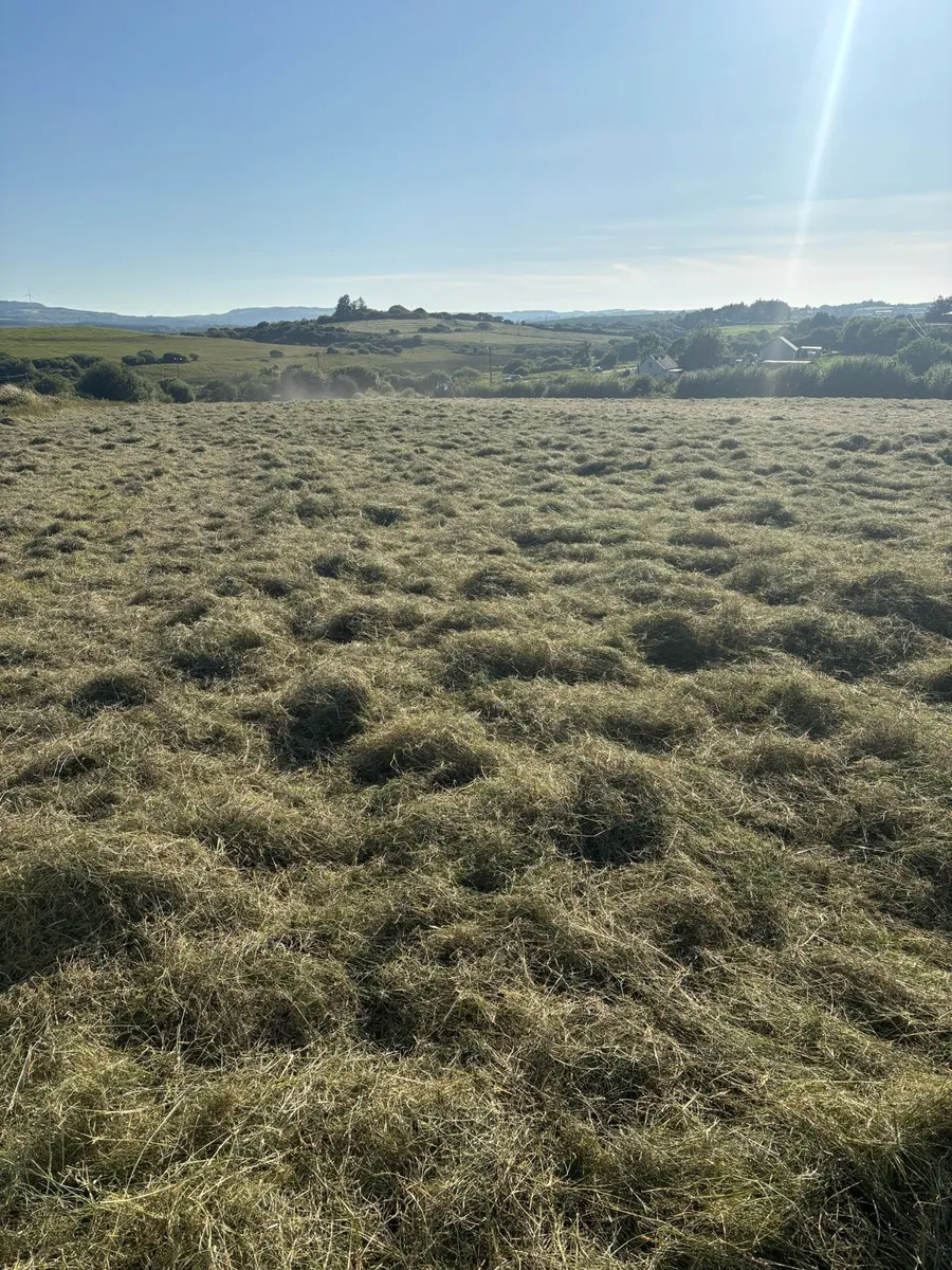 Hay - Image 2