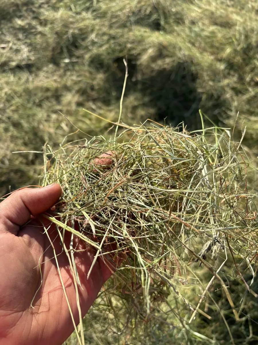 Hay - Image 3