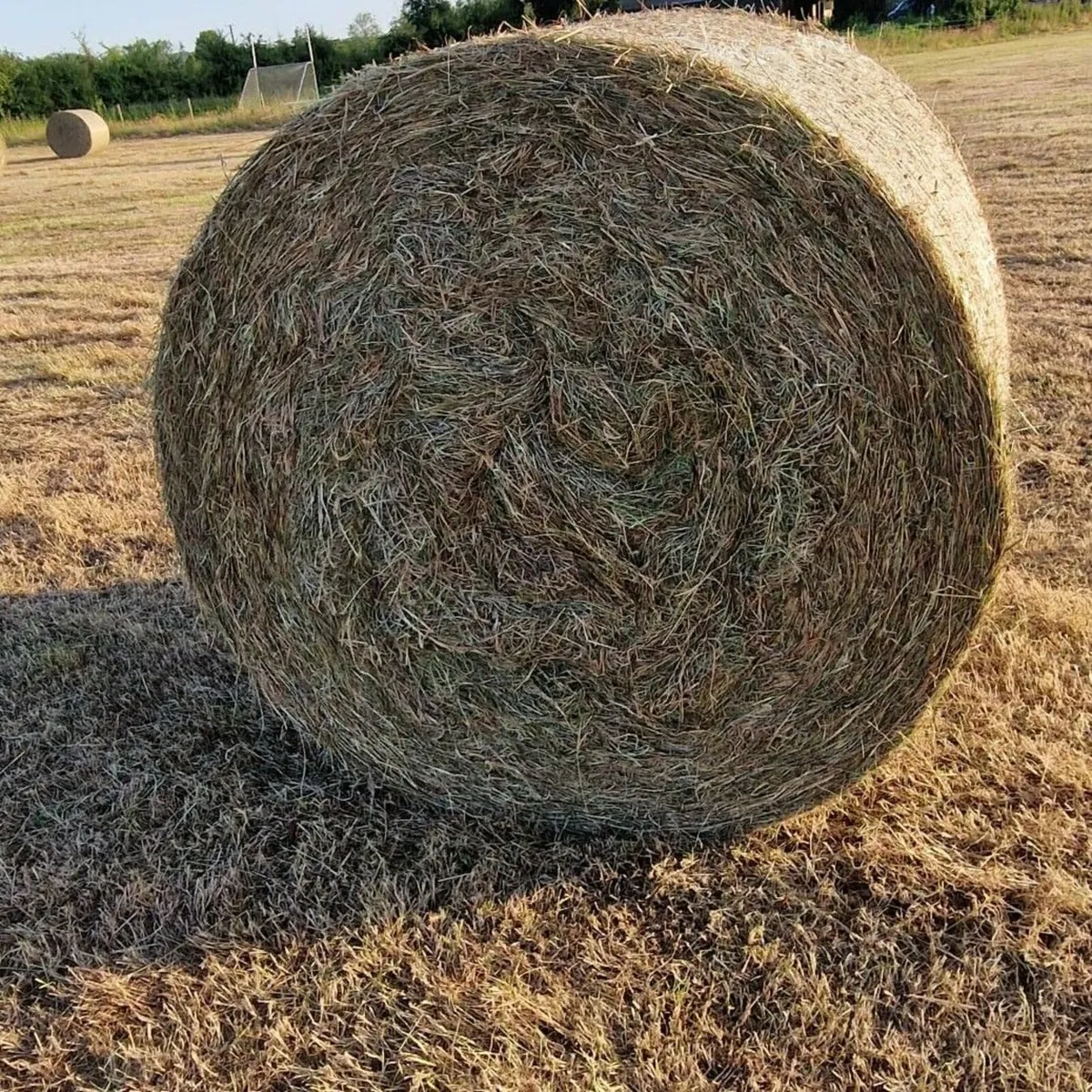Hay     North Kilkenny Area. - Image 1