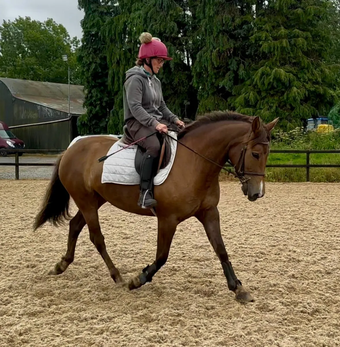 Horse - Image 1