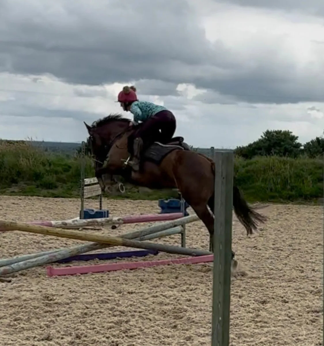 Horse - Image 3