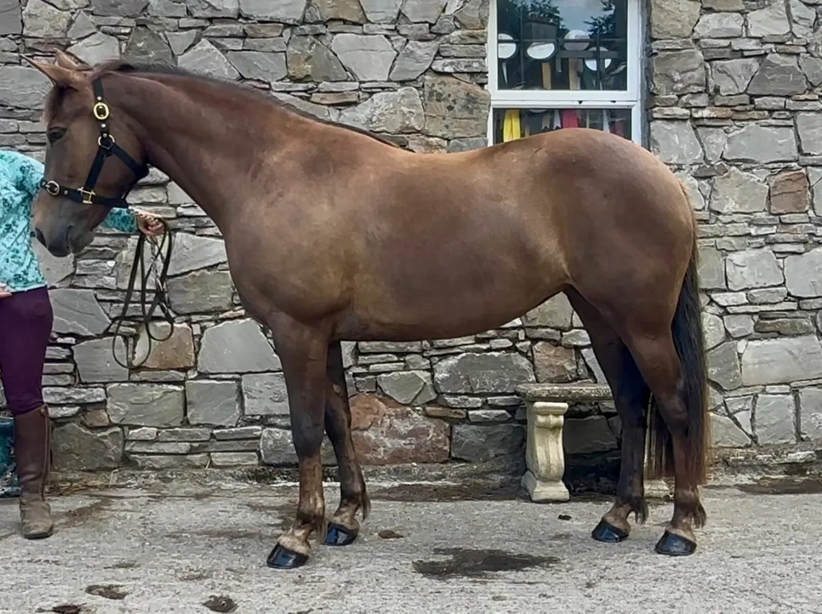 Horse - Image 4