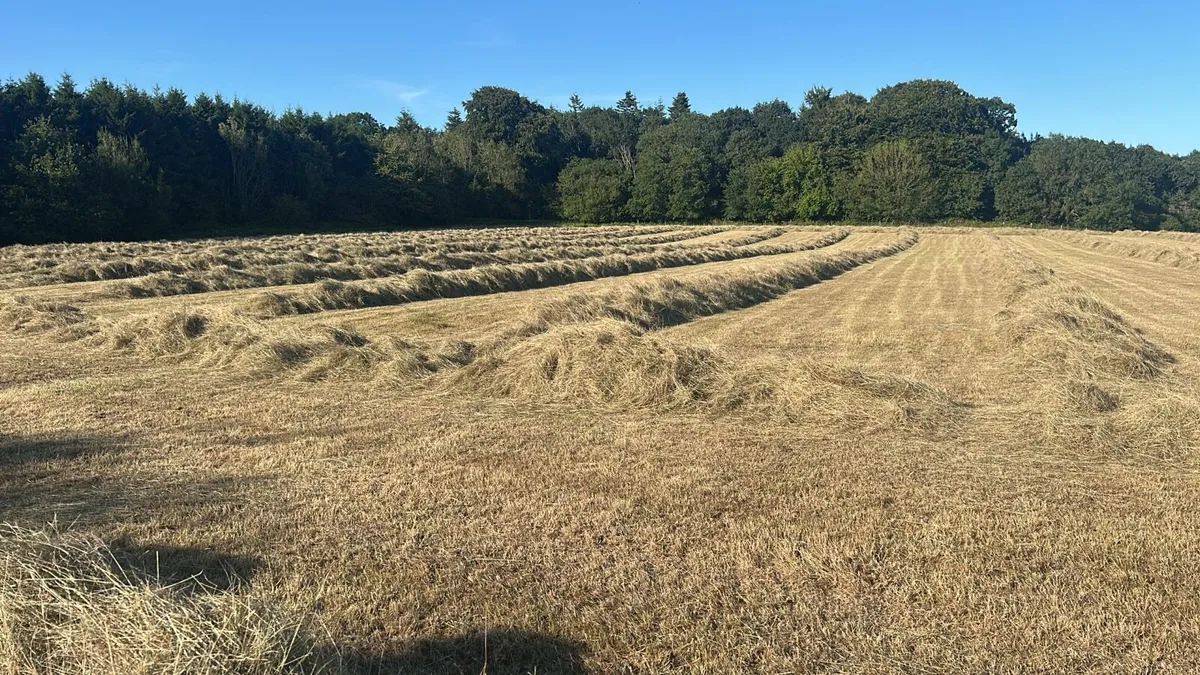 Hay - Image 1