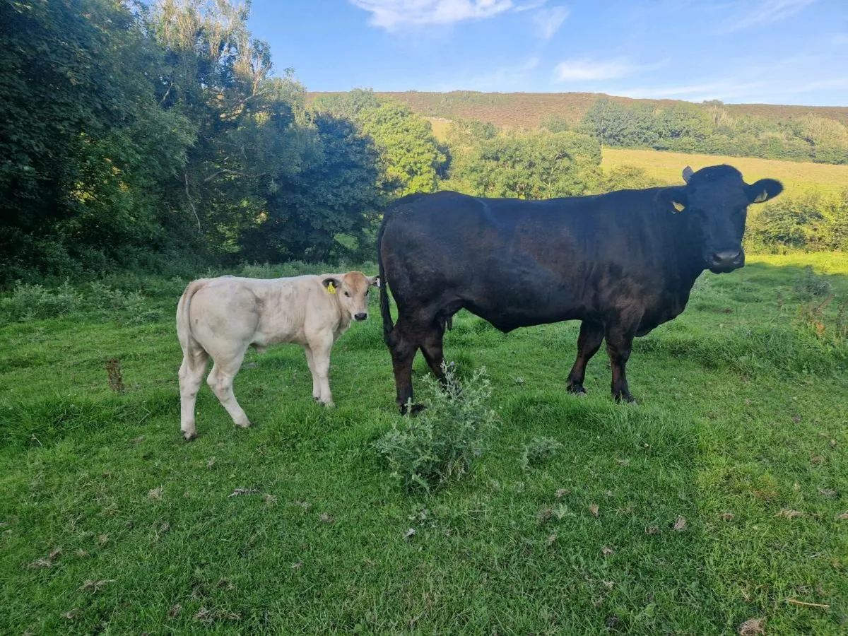 Cow and Heifer Calf - Image 1