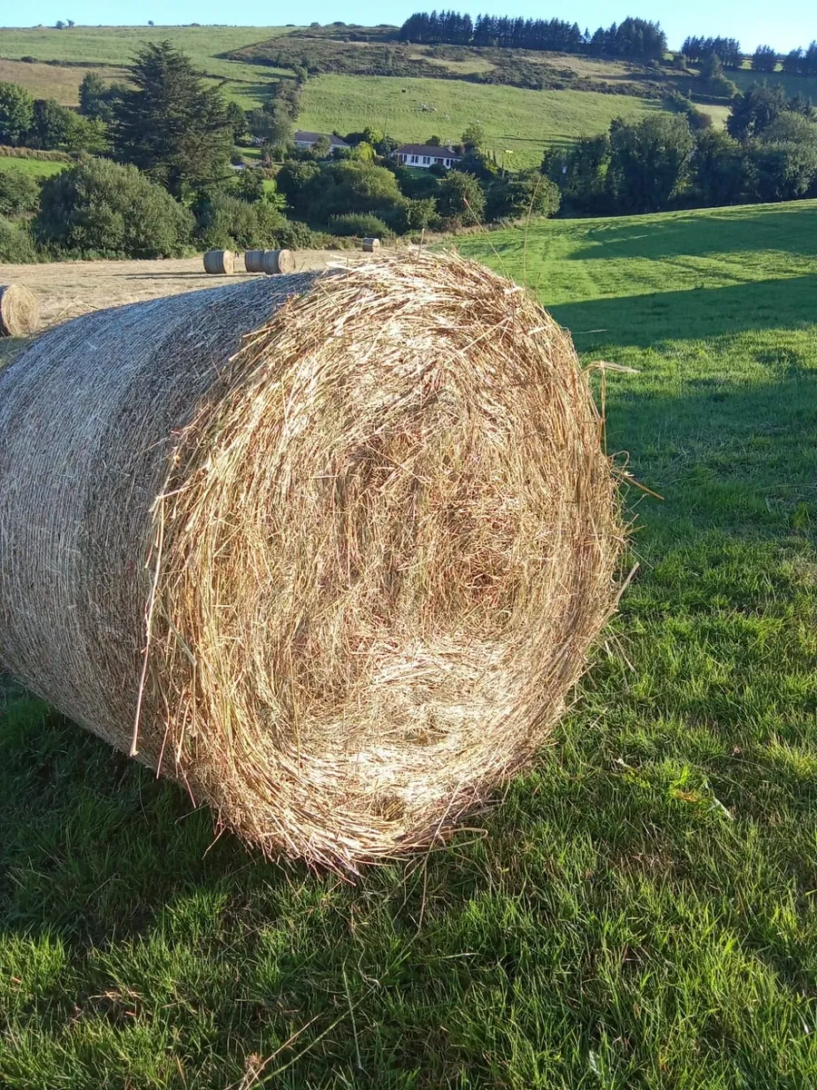 HAY
