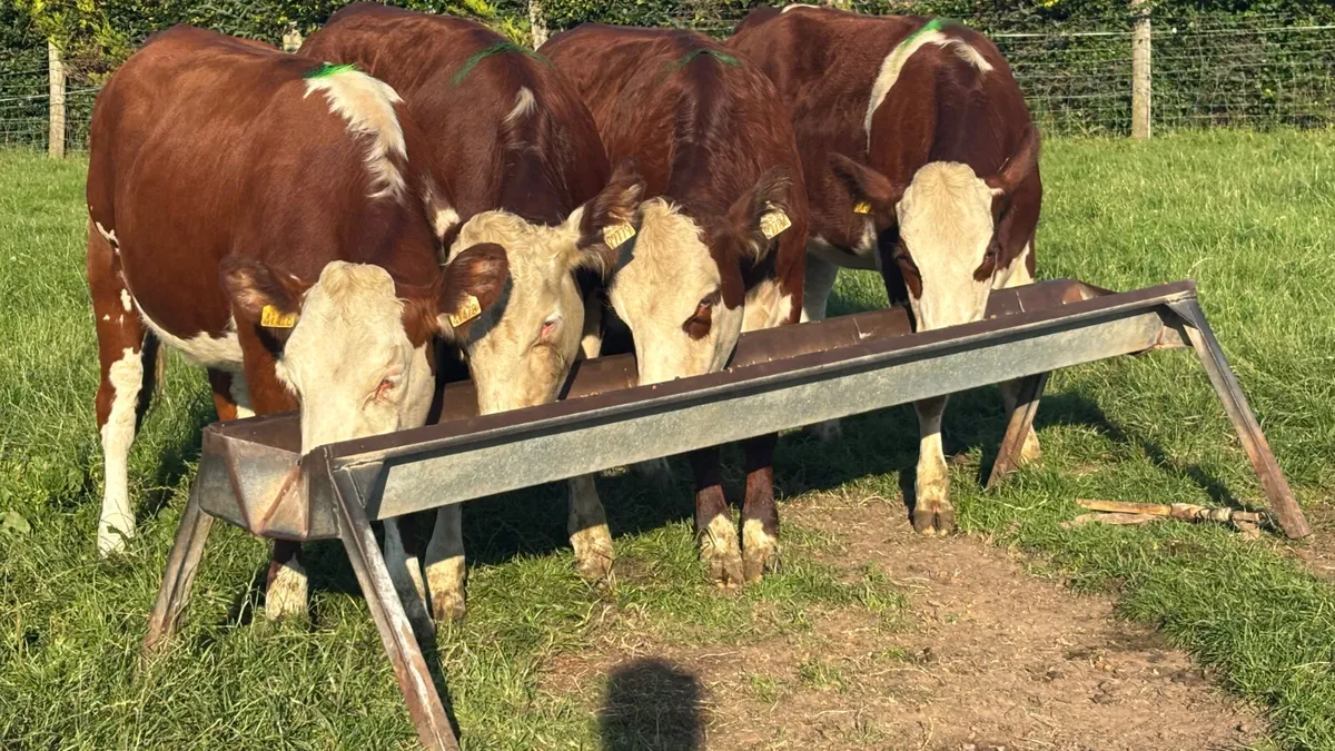 ⭐️ 4 Red White Head Heifers ⭐️ - Image 1