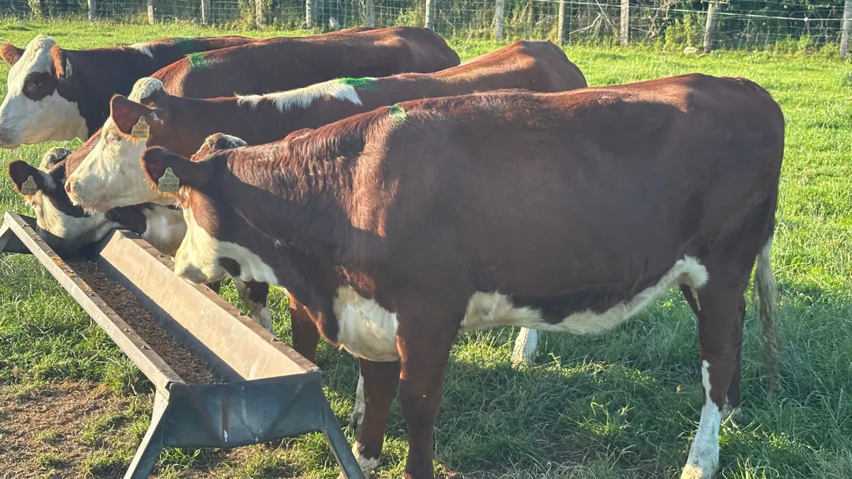 ⭐️ 4 Red White Head Heifers ⭐️ - Image 3