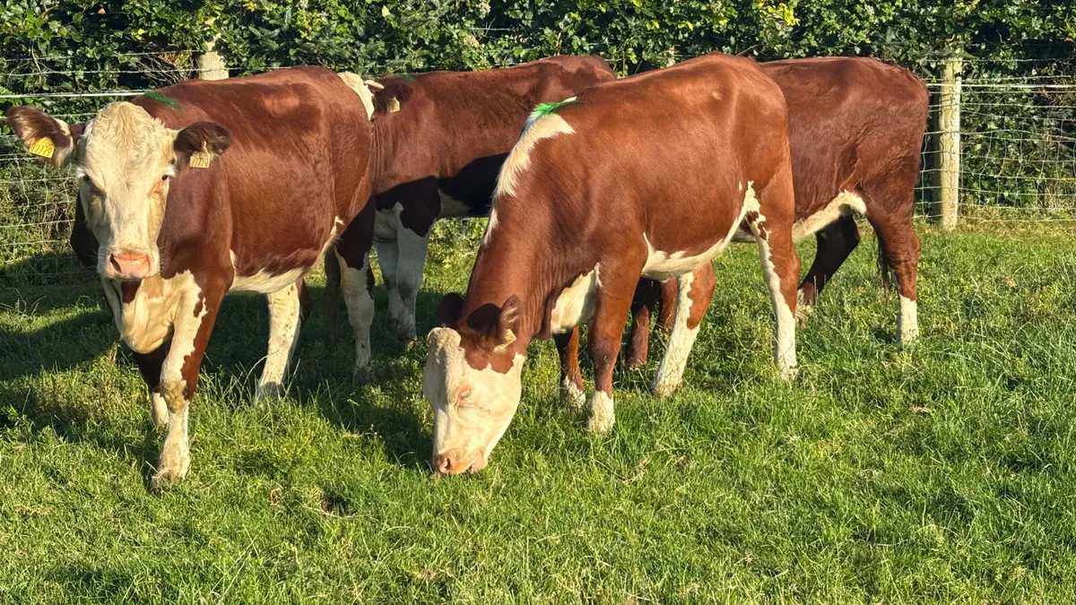 ⭐️ 4 Red White Head Heifers ⭐️ - Image 2