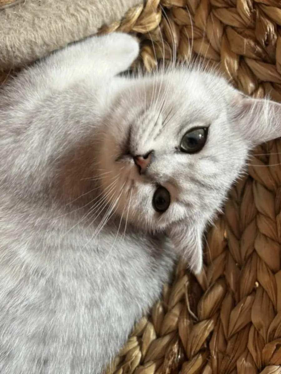 British short hair kittens for sale - Image 2