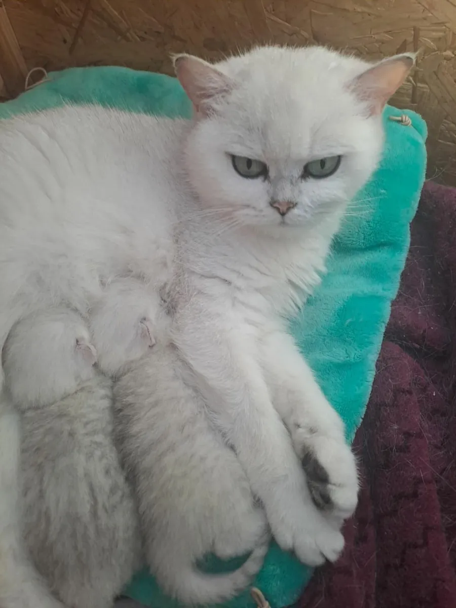 British short hair kittens for sale - Image 1