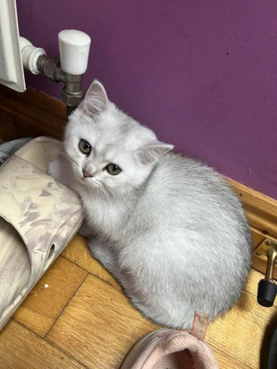 British short hair kittens for sale - Image 3